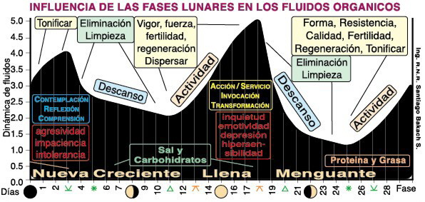 Influencia de las Fases Lunares en los Fluidos Orgánicos