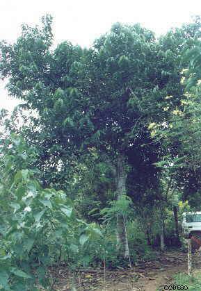 Mani de Arbol organica finca integral ecuador